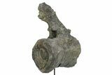Fossil Sauropod Caudal Vertebra with Metal Stand - Colorado #335454-7
